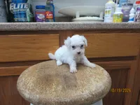 Cotton, a male Havapoo for sale in Poplar Bluff, MO – 4 of 5