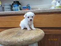 Booger, a male Havapoo for sale in Poplar Bluff, MO – 4 of 5