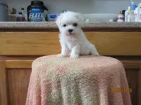 Casper, a male Maltese for sale in Poplar Bluff, MO – Photo 3 of 5