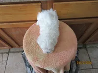 Casper, a male Maltese for sale in Poplar Bluff, MO – Photo 5 of 5