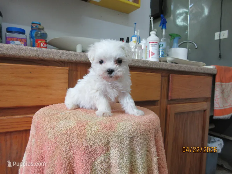 Casper – Maltese puppy on hold in Poplar Bluff, MO