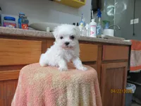 Casper, a male Maltese for sale in Poplar Bluff, MO – Photo 1 of 5