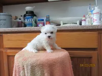 Casper, a male Maltese for sale in Poplar Bluff, MO – Photo 4 of 5
