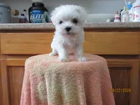 Casper, a male Maltese for sale in Poplar Bluff, MO – Photo 2 of 5