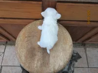 Stormy, a male Maltese for sale in Poplar Bluff, MO – 5 of 5