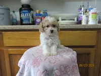 Buddy, a male Poodle - Toy  for sale in Poplar Bluff, MO – 3 of 5