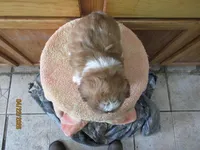 Rocky, a male Shih Tzu for sale in Poplar Bluff, MO – Photo 5 of 5