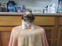 Rocky, a male Shih Tzu for sale in Poplar Bluff, MO – Photo 3 of 5