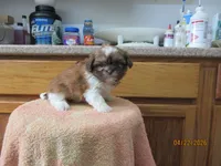 Rocky, a male Shih Tzu for sale in Poplar Bluff, MO – Photo 1 of 5