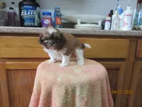 Rocky, a male Shih Tzu for sale in Poplar Bluff, MO – Photo 2 of 5