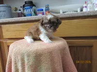 Rocky, a male Shih Tzu for sale in Poplar Bluff, MO – Photo 4 of 5