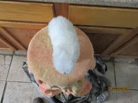 Booger, a male Maltese for sale in Poplar Bluff, MO – Photo 5 of 5