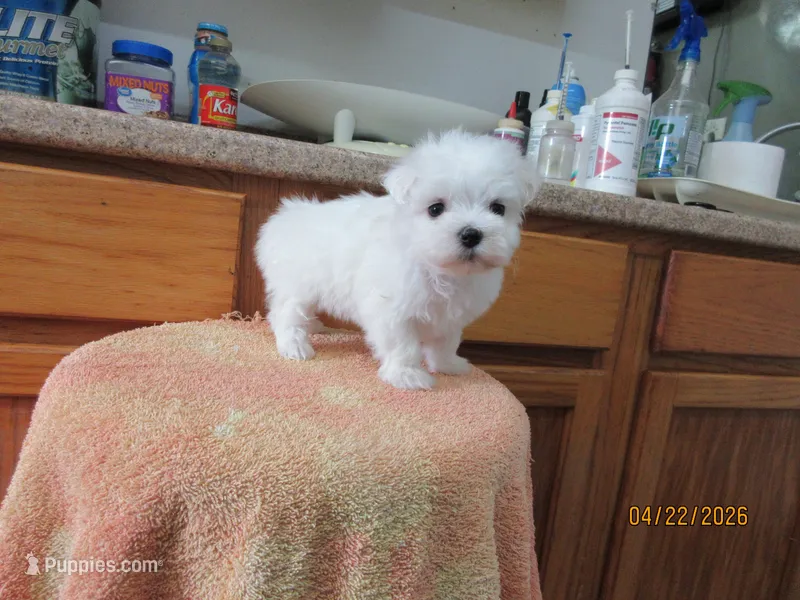 Booger – Maltese puppy for sale in Poplar Bluff, MO