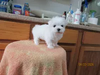 Booger, a male Maltese for sale in Poplar Bluff, MO – Photo 1 of 5
