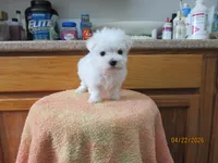 Booger, a male Maltese for sale in Poplar Bluff, MO – Photo 4 of 5