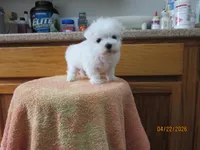 Booger, a male Maltese for sale in Poplar Bluff, MO – Photo 3 of 5