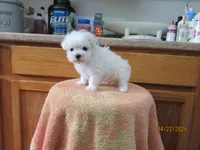 Booger, a male Maltese for sale in Poplar Bluff, MO – Photo 2 of 5
