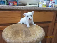 Stormy, a male Maltese for sale in Poplar Bluff, MO – 4 of 5