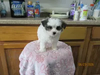 Booger, a male Havamalt for sale in Poplar Bluff, MO – 4 of 5