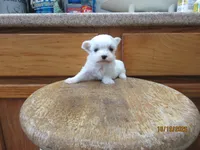 Stormy, a male Maltese for sale in Poplar Bluff, MO – 3 of 5