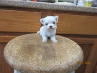 Casper, a male Maltese for sale in Poplar Bluff, MO – 3 of 5