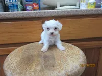 Cotton, a male Havapoo for sale in Poplar Bluff, MO – 3 of 5