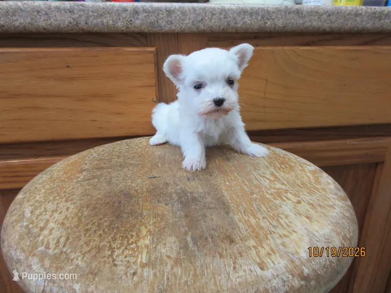 Stormy – Maltese puppy for sale in Poplar Bluff, MO