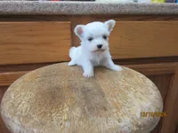 Stormy, a male Maltese for sale in Poplar Bluff, MO – 1 of 5