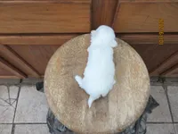 Casper, a male Maltese for sale in Poplar Bluff, MO – 5 of 5