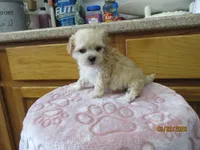 Angel, a female Havapoo for sale in Poplar Bluff, MO – Photo 3 of 5