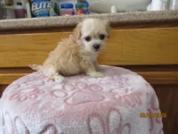 Angel, a female Havapoo for sale in Poplar Bluff, MO – Photo 2 of 5