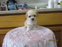 Angel, a female Havapoo for sale in Poplar Bluff, MO – Photo 4 of 5