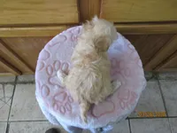 Angel, a female Havapoo for sale in Poplar Bluff, MO – Photo 5 of 5