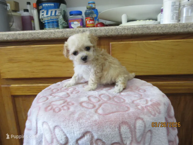 Angel – Havapoo puppy for sale in Poplar Bluff, MO