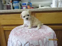 Angel, a female Havapoo for sale in Poplar Bluff, MO – Photo 1 of 5