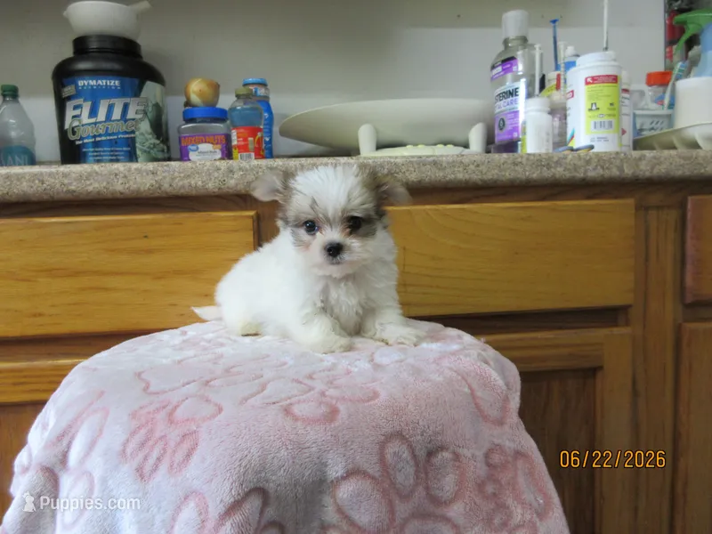Trouble – Maltese, Morkie puppy for sale in Poplar Bluff, MO