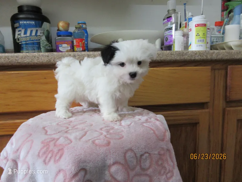 Wendy – Havamalt puppy for sale in Poplar Bluff, MO