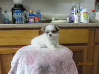 Trouble, a male Maltese and Morkie for sale in Poplar Bluff, MO – 3 of 5