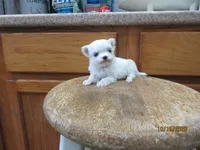 Casper, a male Maltese for sale in Poplar Bluff, MO – 4 of 5