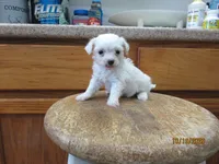 Booger, a male Havapoo for sale in Poplar Bluff, MO – 1 of 5