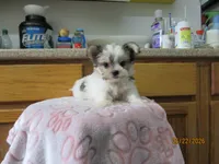 Stormy, a male Maltese and Morkie for sale in Poplar Bluff, MO – 4 of 5