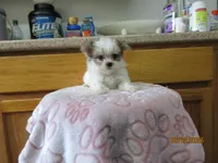 Trouble, a male Maltese and Morkie for sale in Poplar Bluff, MO – 4 of 5