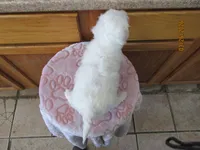 Cotton, a male Havapoo for sale in Poplar Bluff, MO – Photo 5 of 5