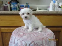 Cotton, a male Havapoo for sale in Poplar Bluff, MO – Photo 2 of 5