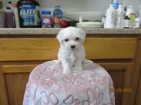 Cotton, a male Havapoo for sale in Poplar Bluff, MO – Photo 4 of 5