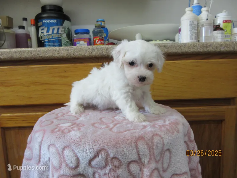 Cotton – Havapoo puppy for sale in Poplar Bluff, MO