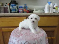 Cotton, a male Havapoo for sale in Poplar Bluff, MO – Photo 3 of 5