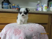 Rocky, a male Maltese and Morkie for sale in Poplar Bluff, MO – 3 of 5