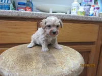 Styx, a male Havapoo for sale in Poplar Bluff, MO – 3 of 5