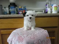 Wendy, a female Havamalt for sale in Poplar Bluff, MO – 3 of 5